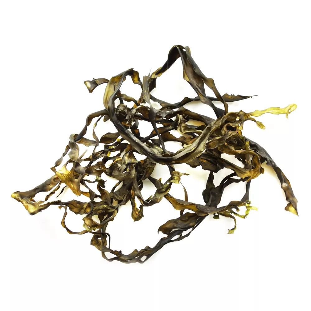 Laminaria saccharina (Zuckertang), Alge getrocknet, ganze Thalli, 50g