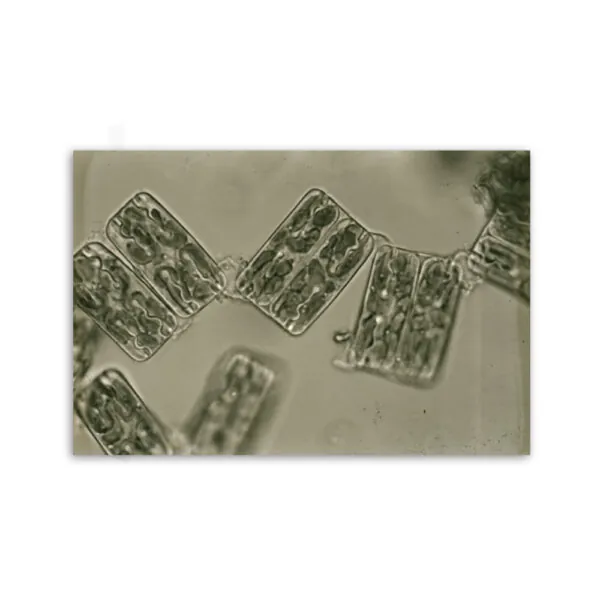 Motiv: Grammotophora marina (Leinwand 90x60 cm)