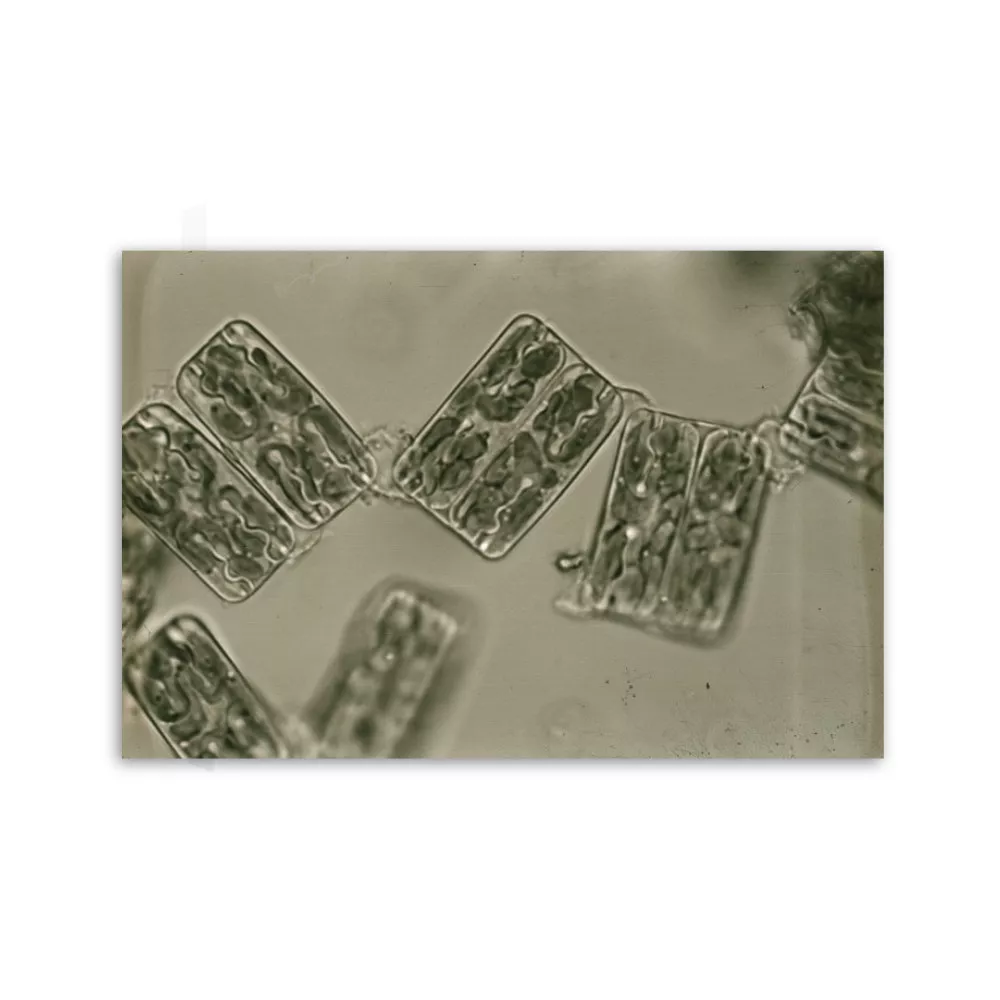 Motiv: Grammotophora marina (Leinwand 90x60 cm)