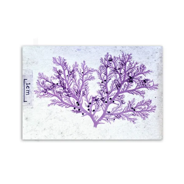 Motiv: Plocamium cartilagineum (Leinwand 90x60 cm)