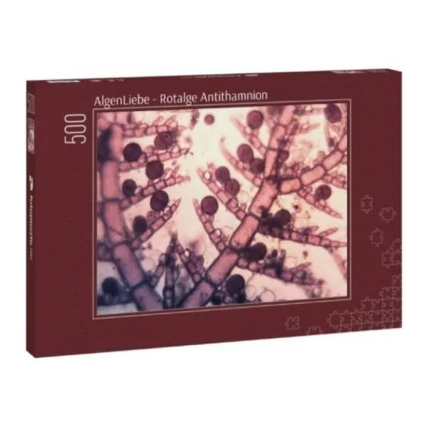 Antithamnion Puzzle