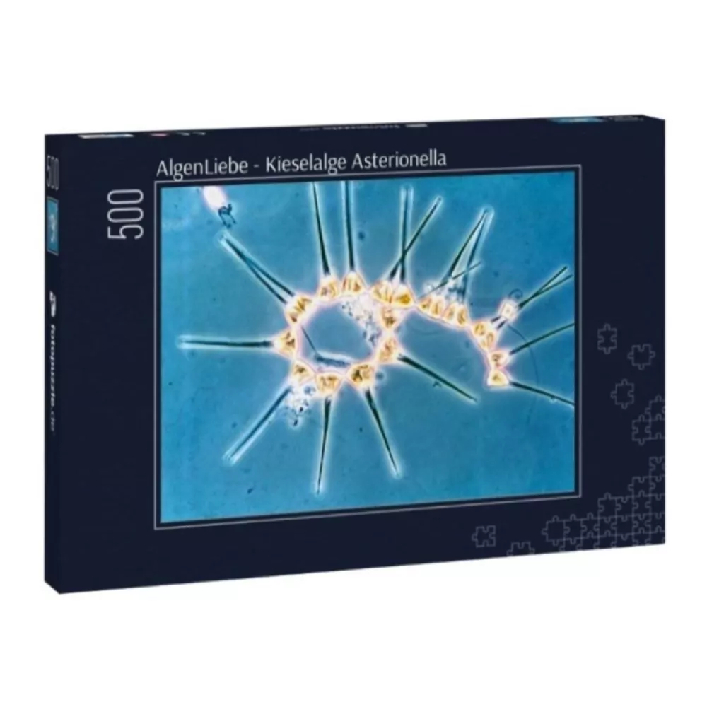 Asterionella Puzzle