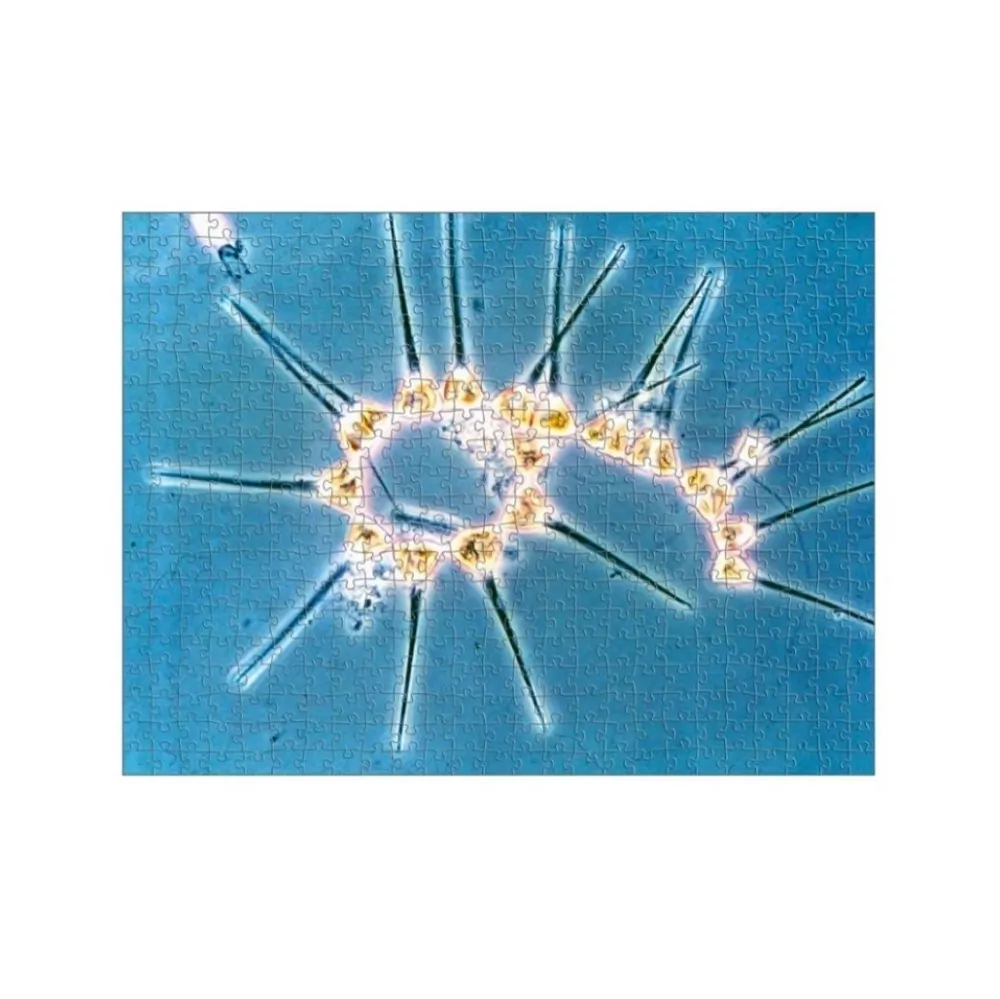Asterionella Puzzle