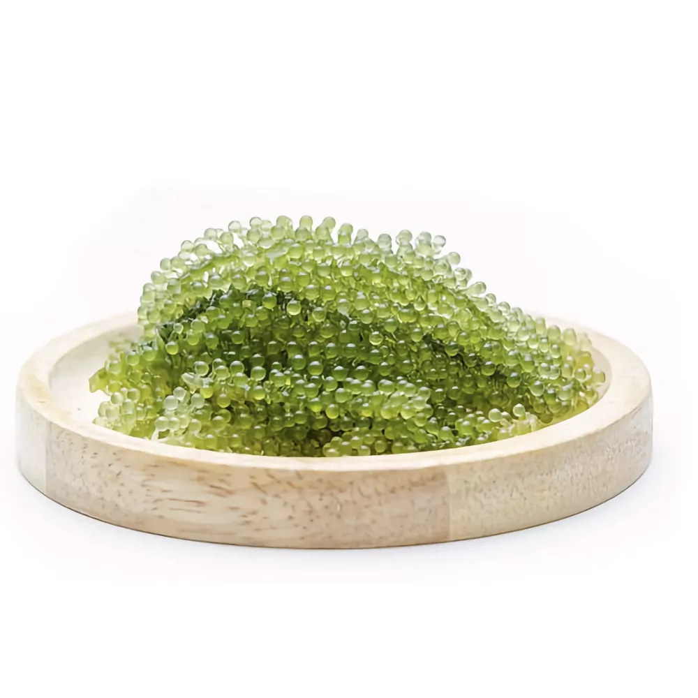 Meerestraube / Grüner Kaviar, 200g Glas – Bild 2