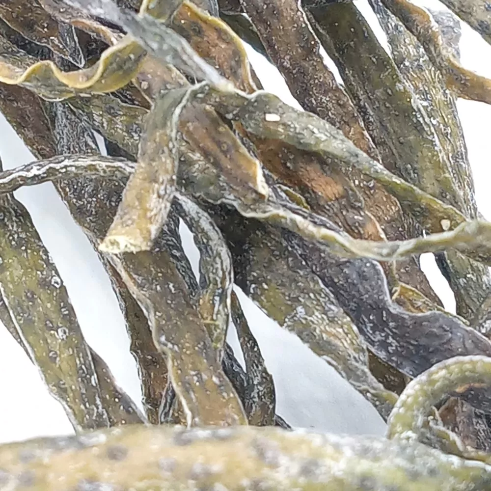 Meeresspaghetti - Himanthalia elongata